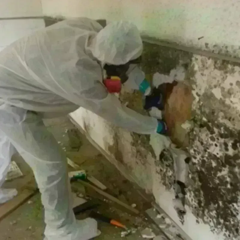 Mold Remediation and Removal in Milton, GA